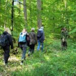 Tiefer in den Wald
